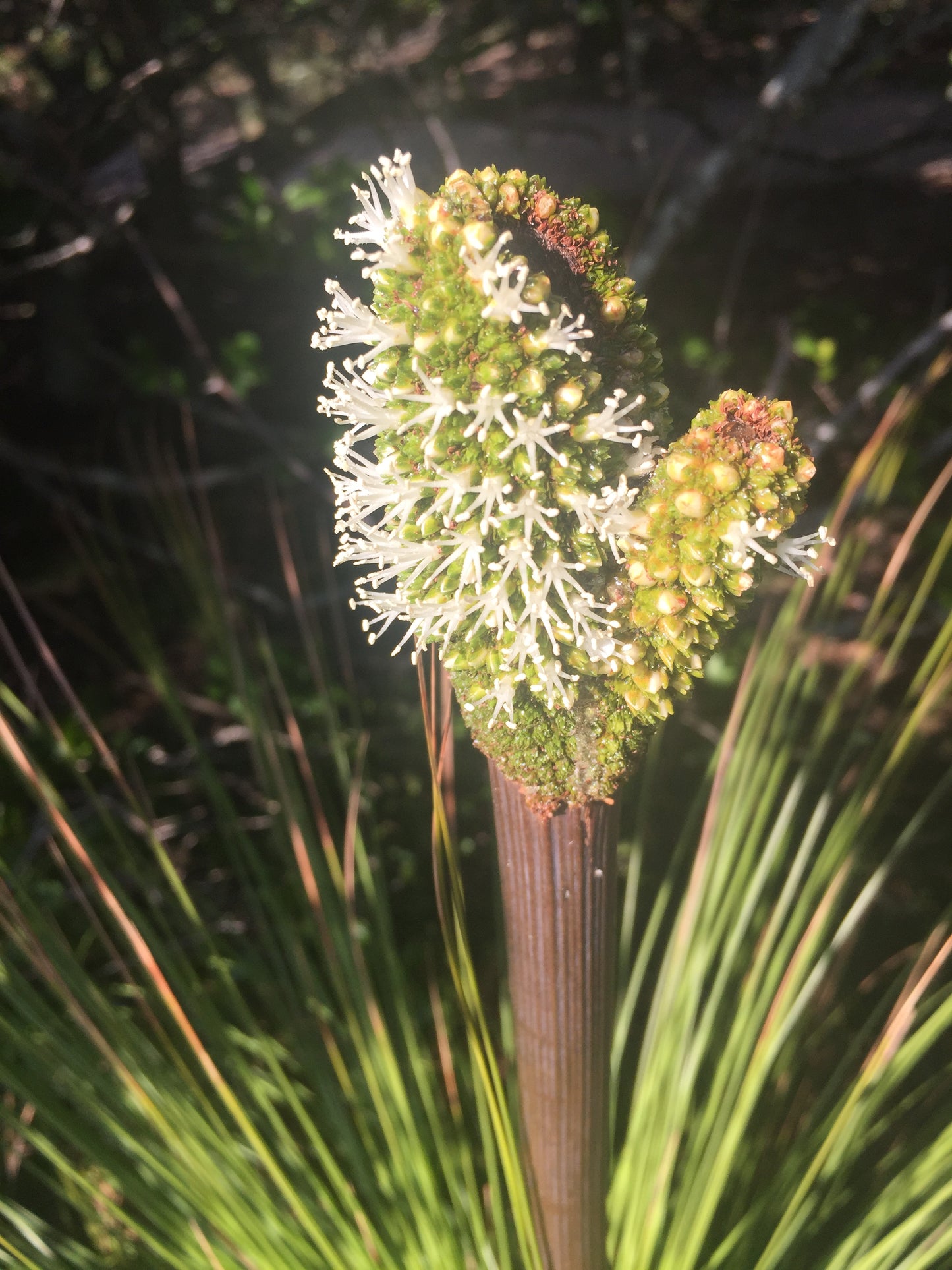Plant